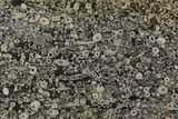 Fossil Crinoid Stems In Limestone Slab #114256-1